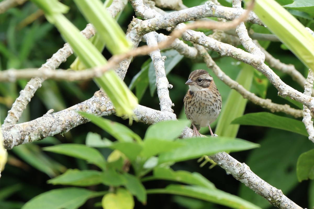 Morgenammer - ML644901796