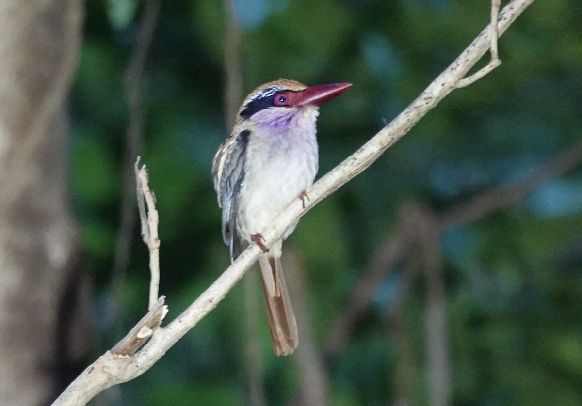 Sulawesi Lilac Kingfisher - ML644901824