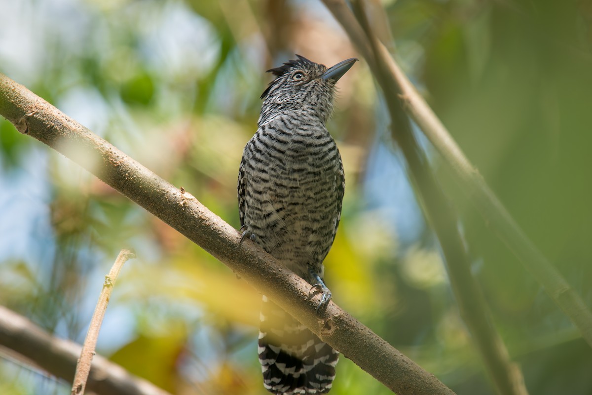 Bindenameisenwürger [doliatus-Gruppe] - ML644901837