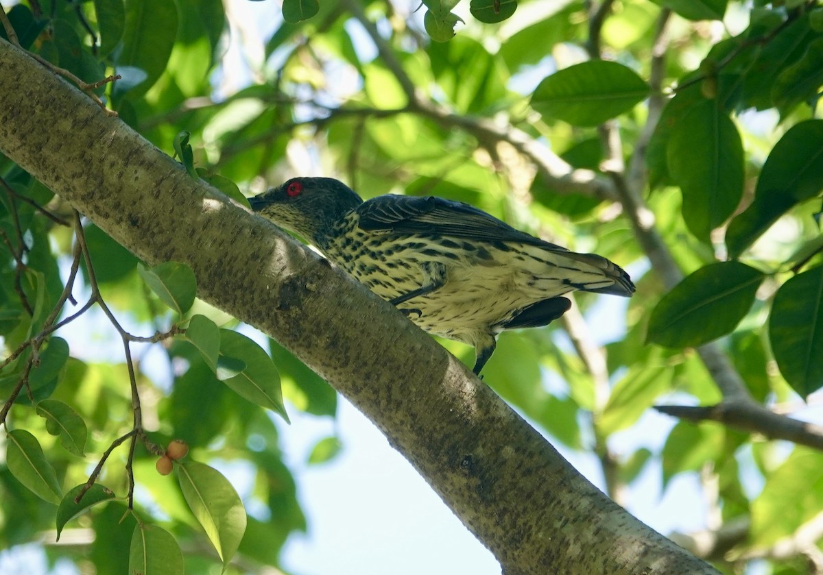 Stourne bronzé - ML644901838