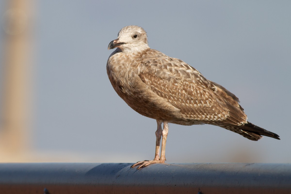 アメリカセグロカモメ - ML644901840