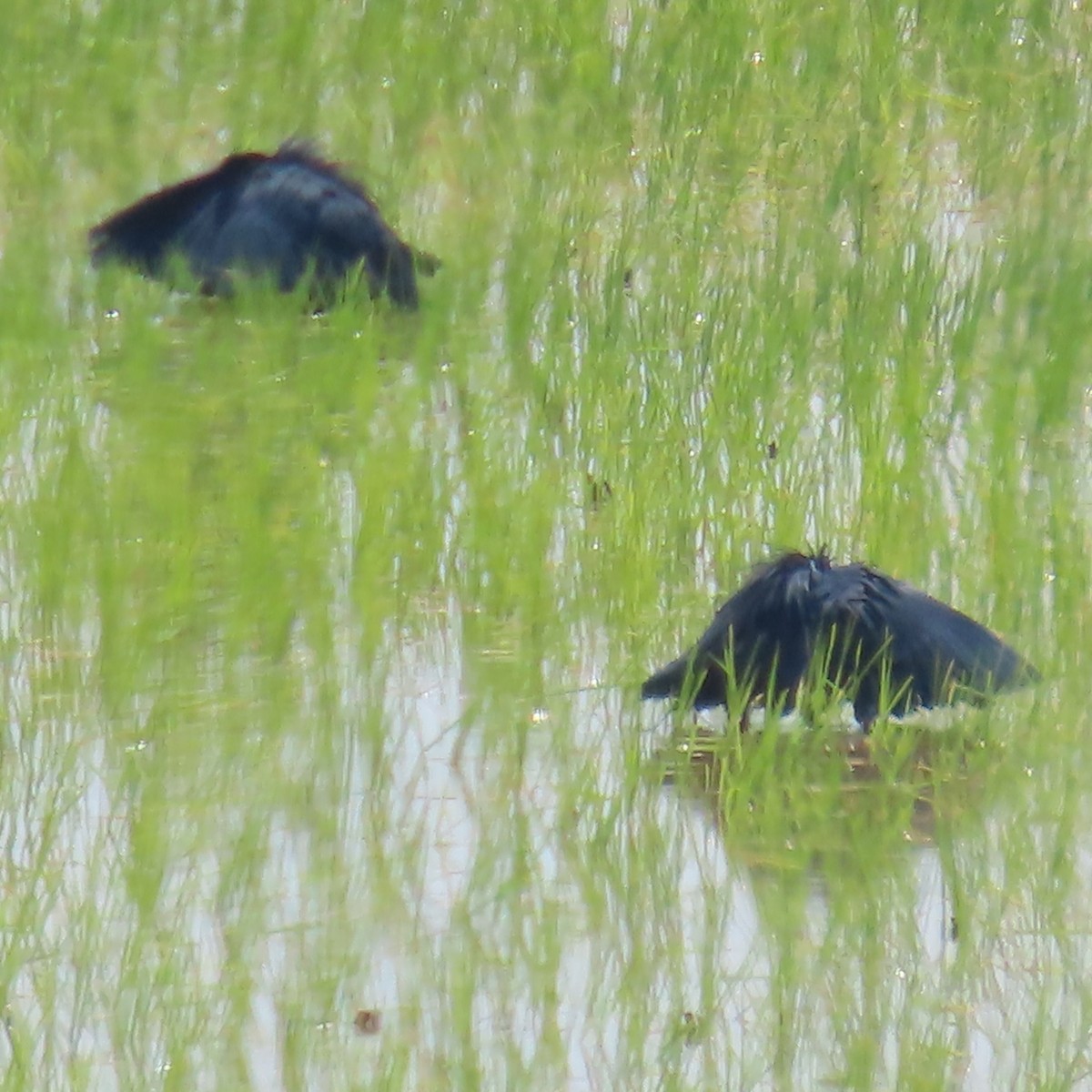 Black Heron - ML644901841