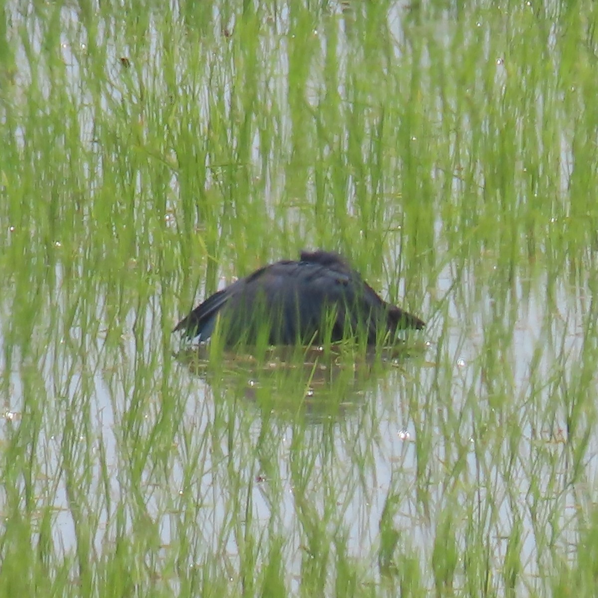 Black Heron - ML644901842