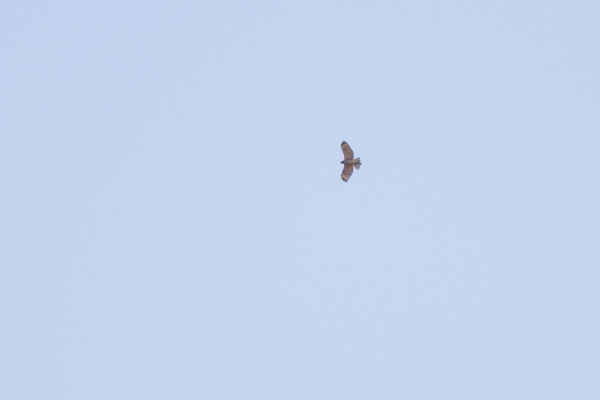 カタアカノスリ - ML644901846