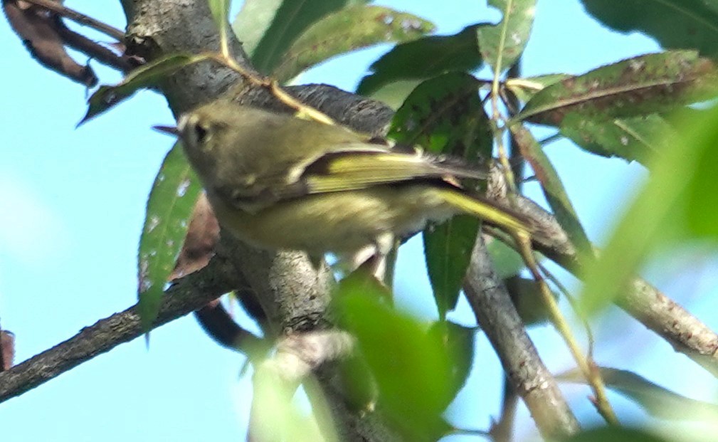 Ruby-crowned Kinglet - ML644901848