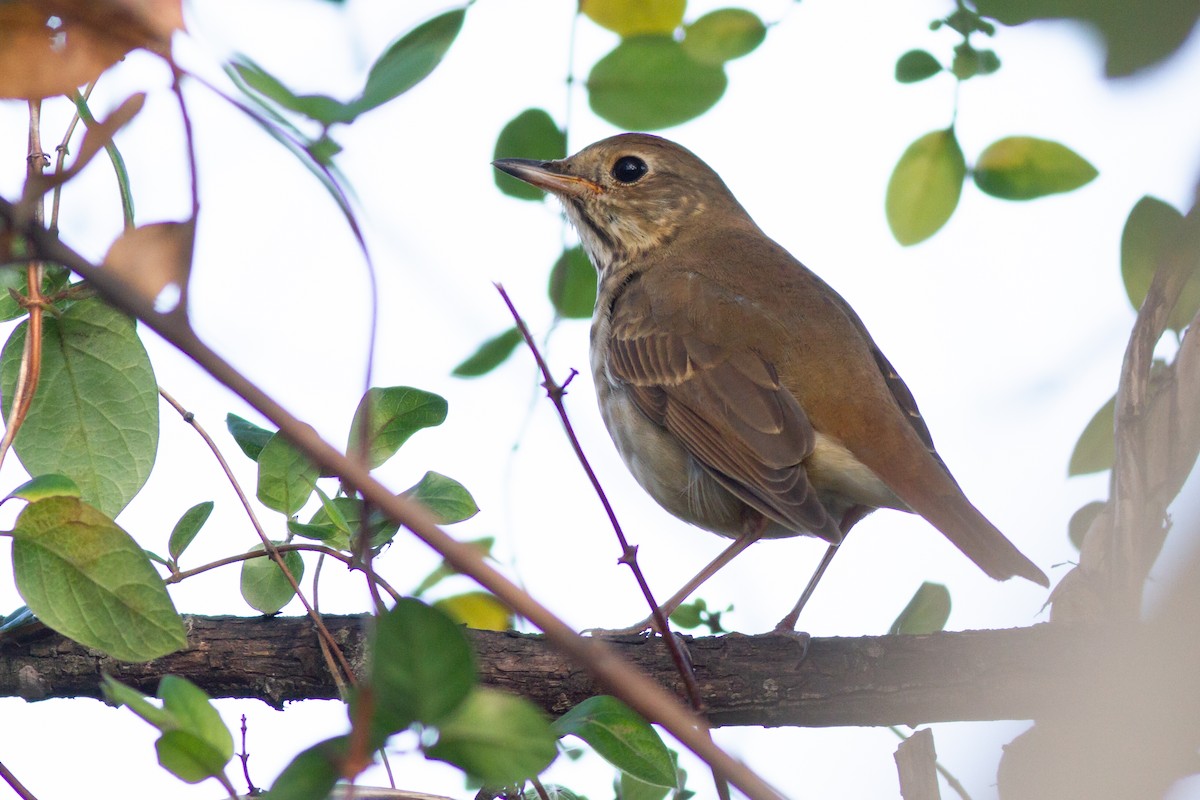 チャイロコツグミ - ML644901861