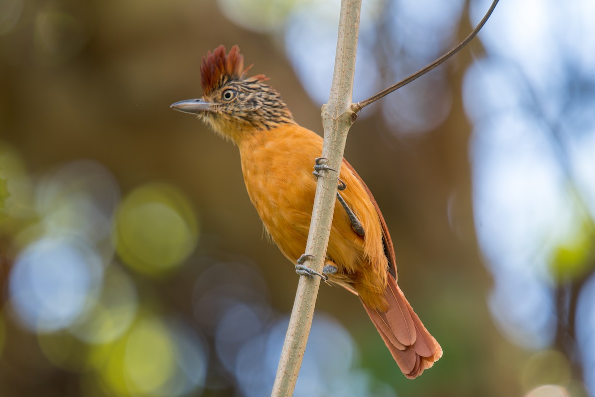 Bindenameisenwürger [doliatus-Gruppe] - ML644901869