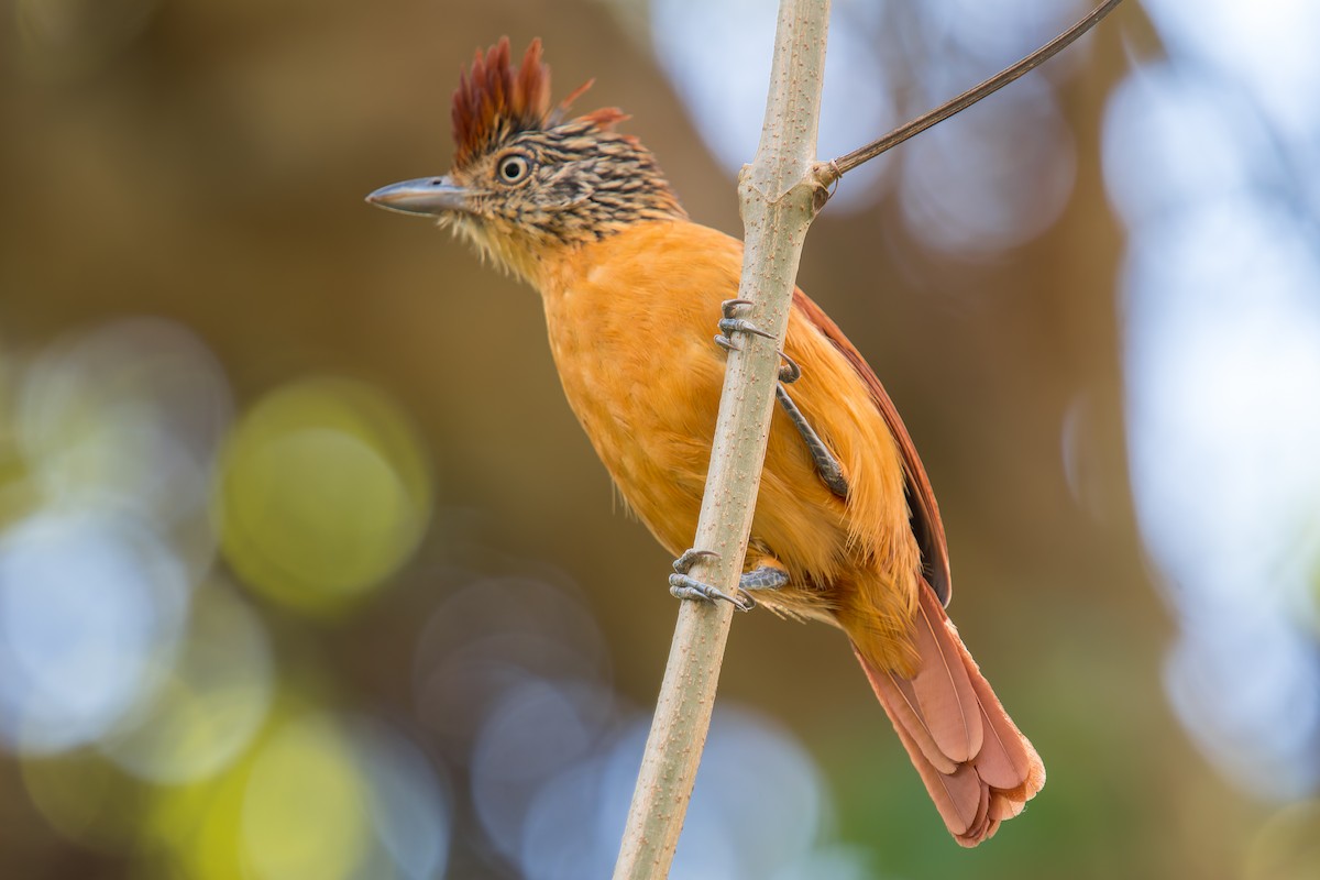 Bindenameisenwürger [doliatus-Gruppe] - ML644901870