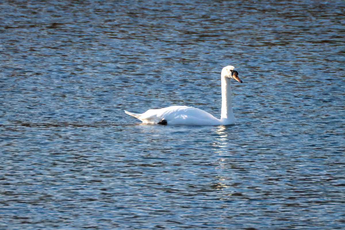Mute Swan - ML644901871