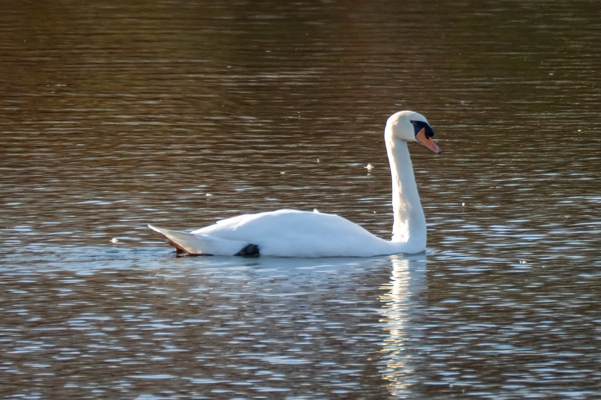 Mute Swan - ML644901872