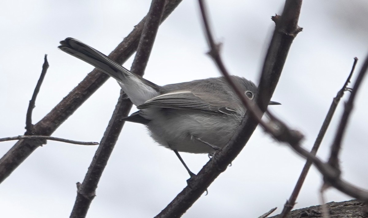 Голубая комароловка - ML644901875