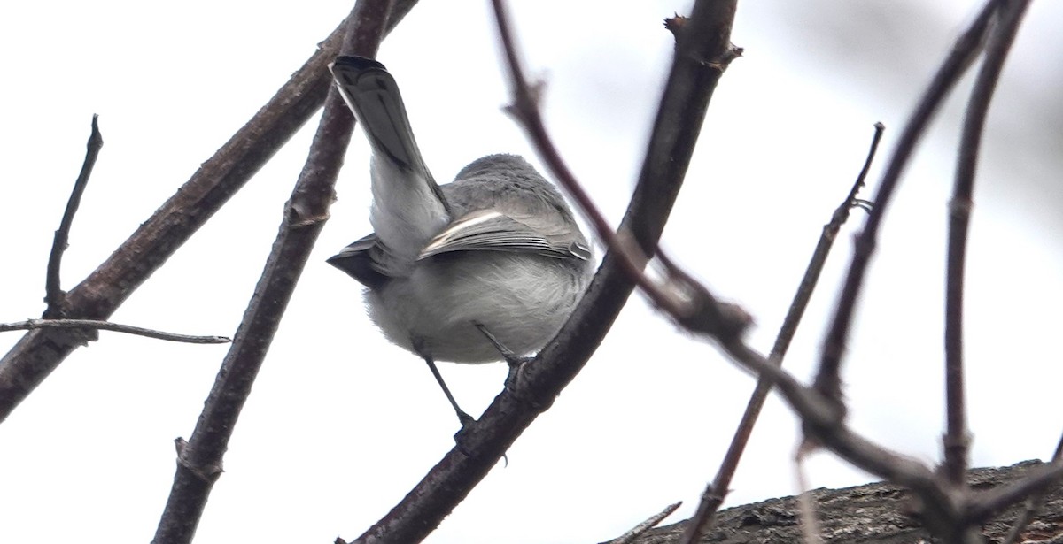 Голубая комароловка - ML644901876