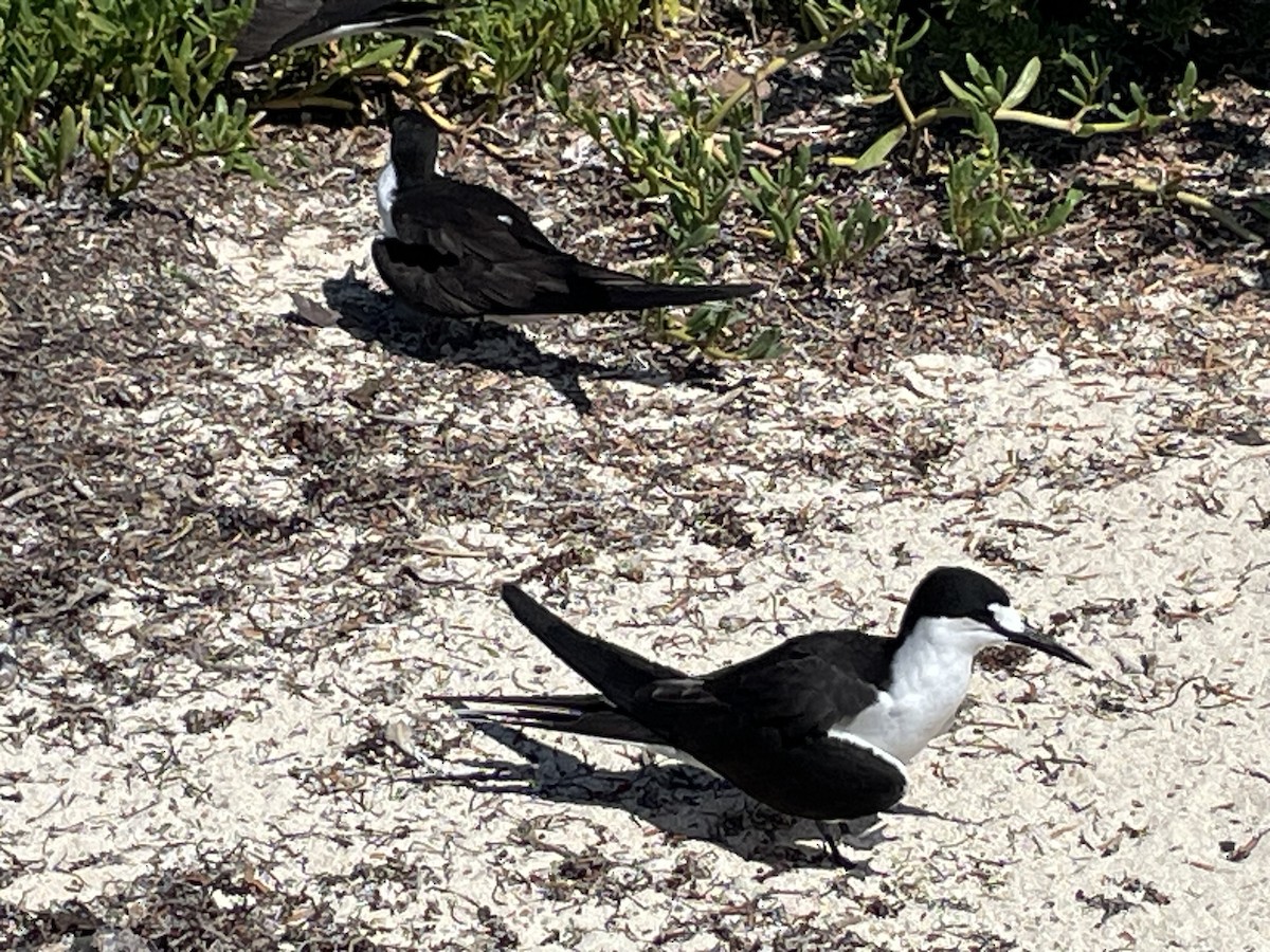 Sooty Tern - ML644901889