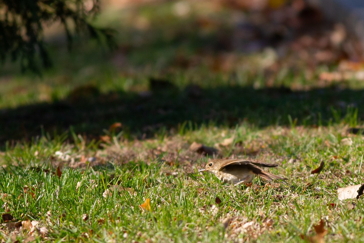 チャイロコツグミ - ML644901894