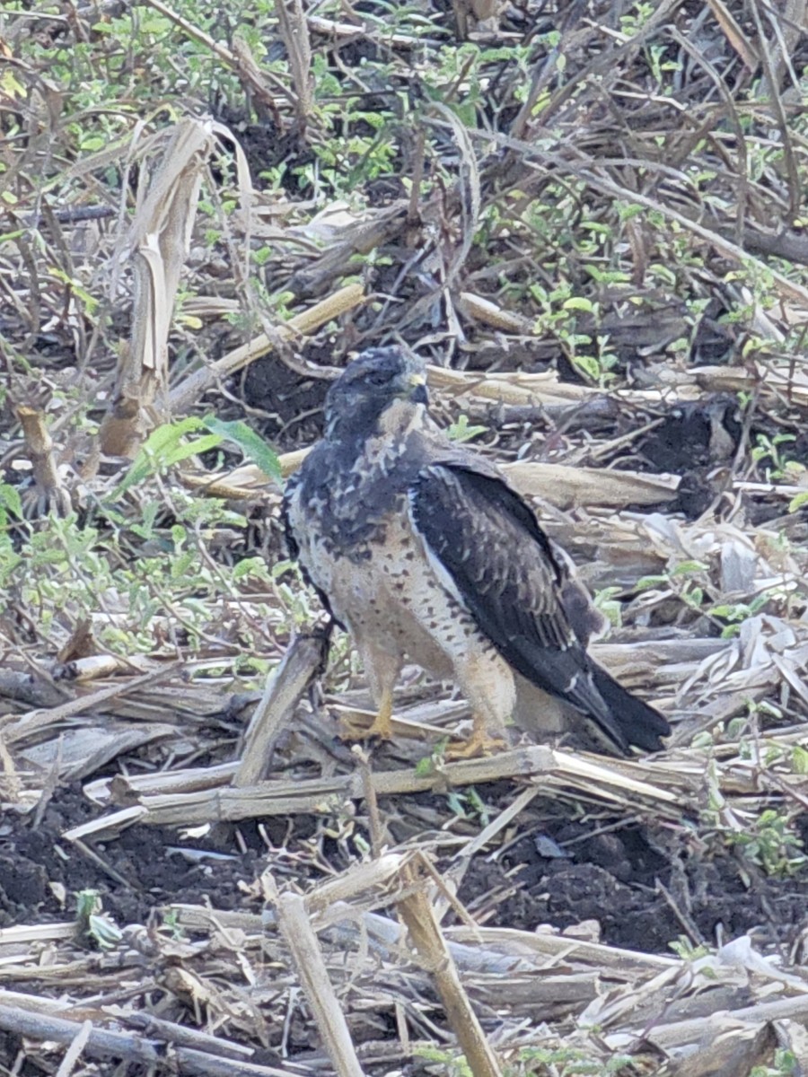 Swainson's Hawk - ML644901926