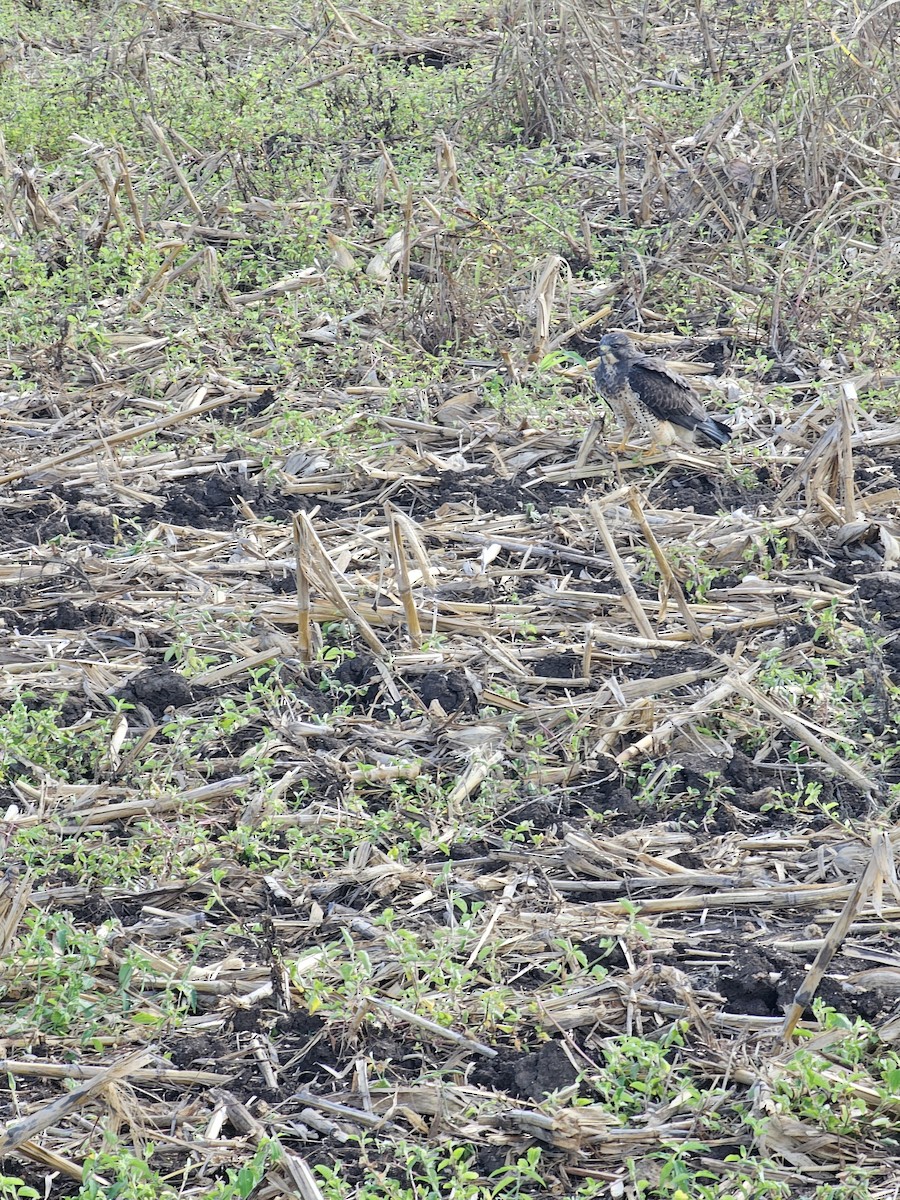 Swainson's Hawk - ML644901927