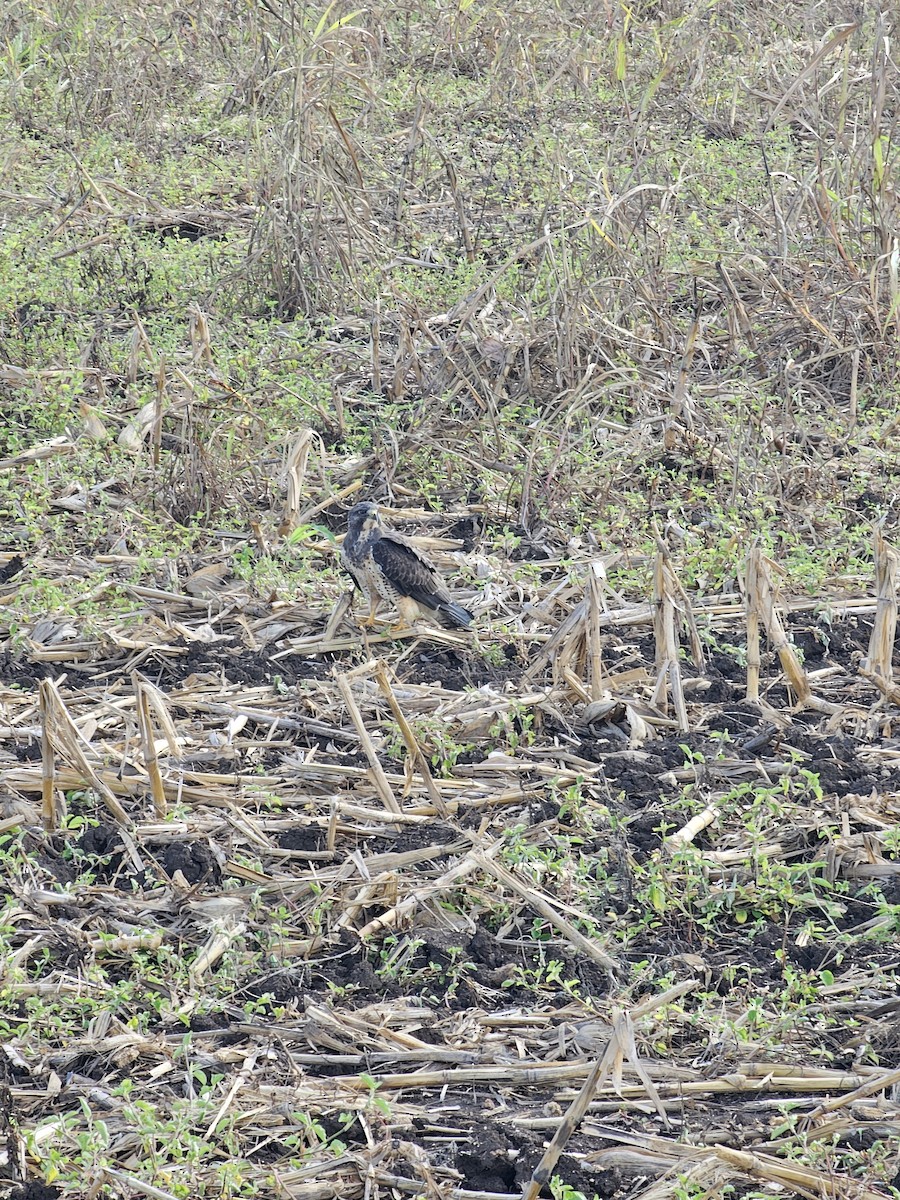Swainson's Hawk - ML644901928