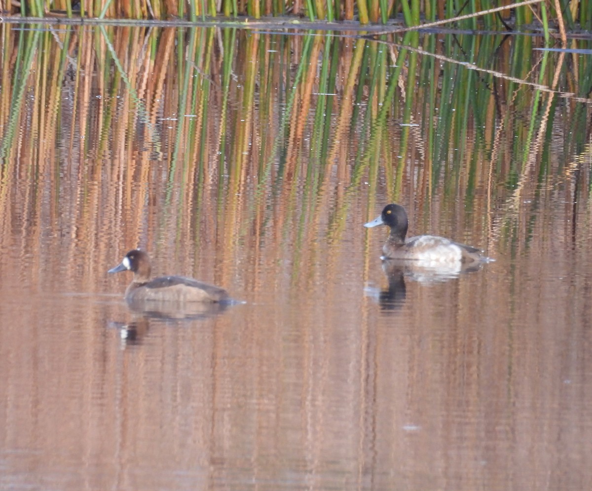 小斑背潛鴨 - ML644901932