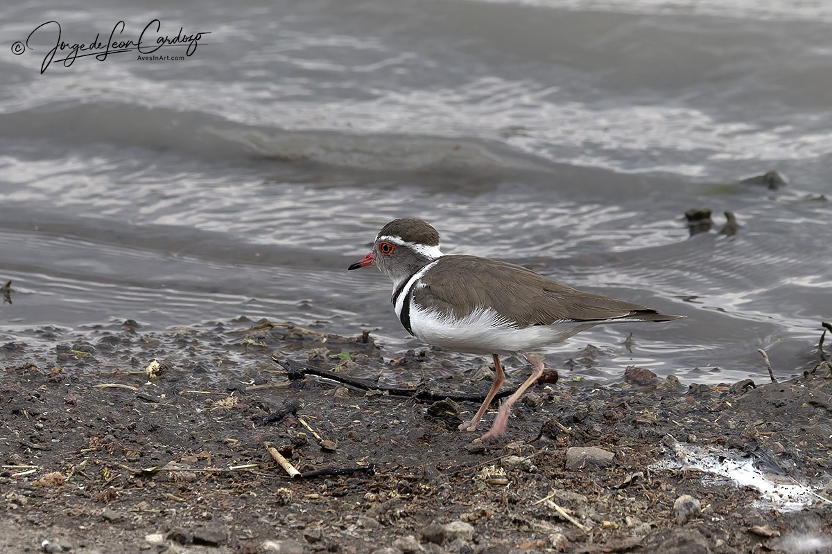 Three-banded Plover - ML644901936