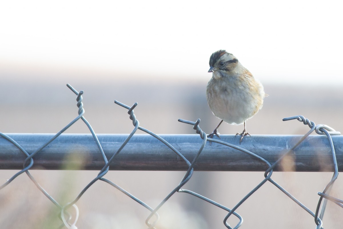 ヌマウタスズメ - ML644901937