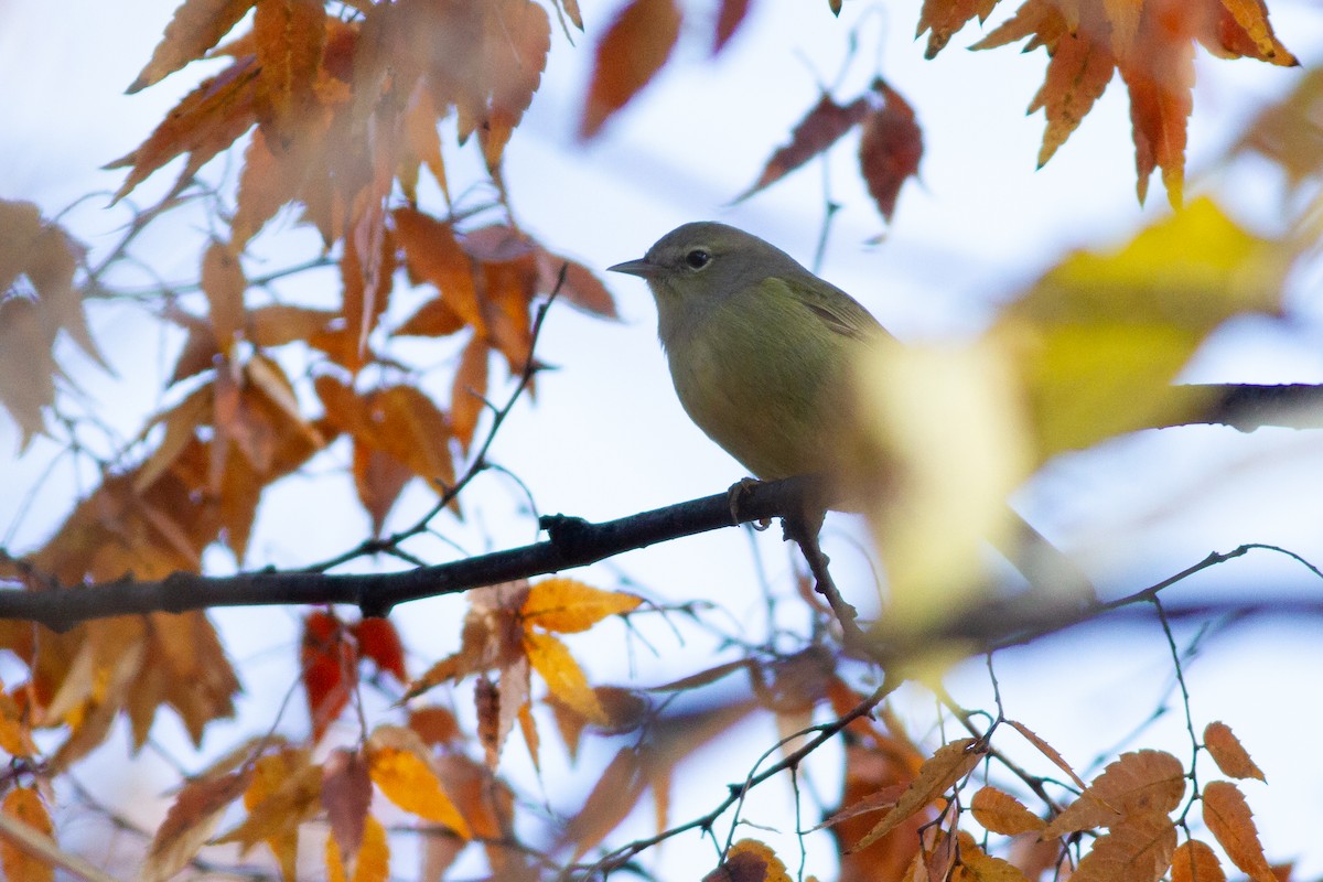 サメズアカアメリカムシクイ（celata／orestera） - ML644901938
