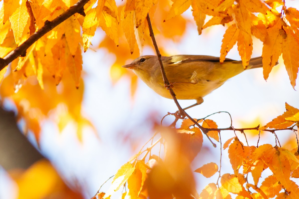 サメズアカアメリカムシクイ（celata／orestera） - ML644901939