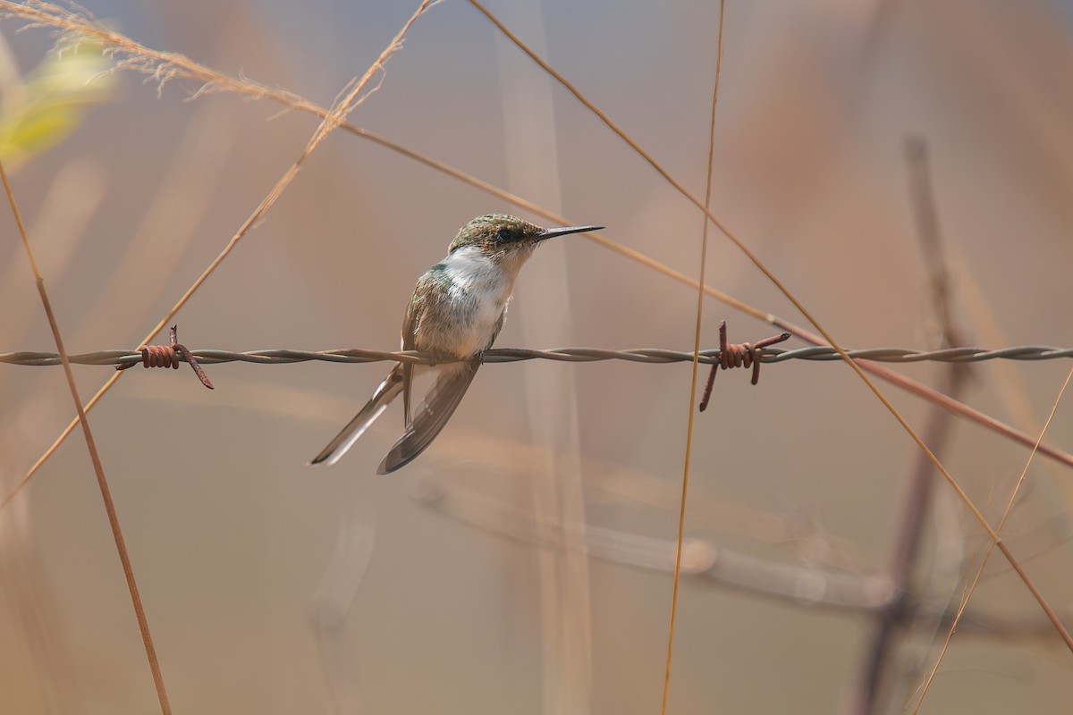 Horned Sungem - ML644901944