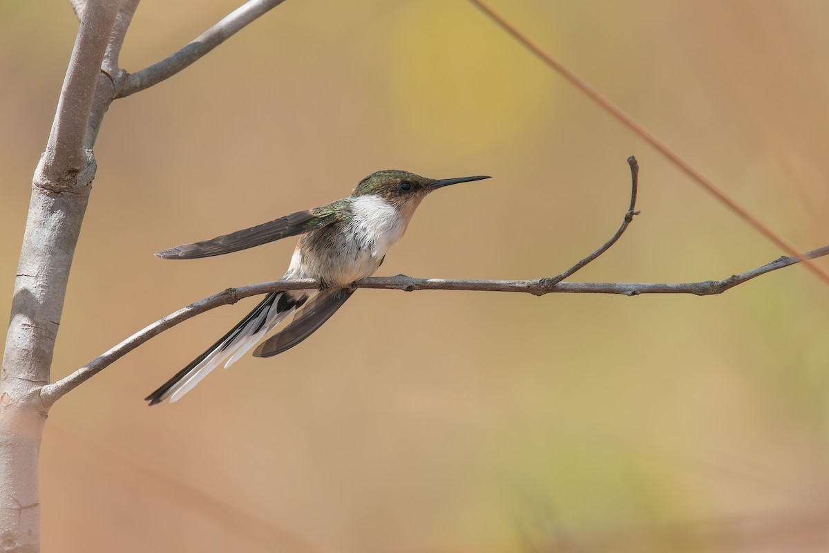 Horned Sungem - ML644901945