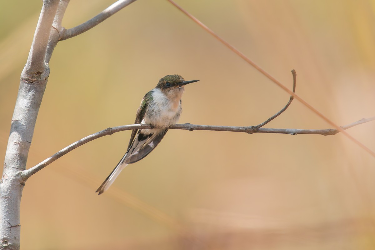 Horned Sungem - ML644901946