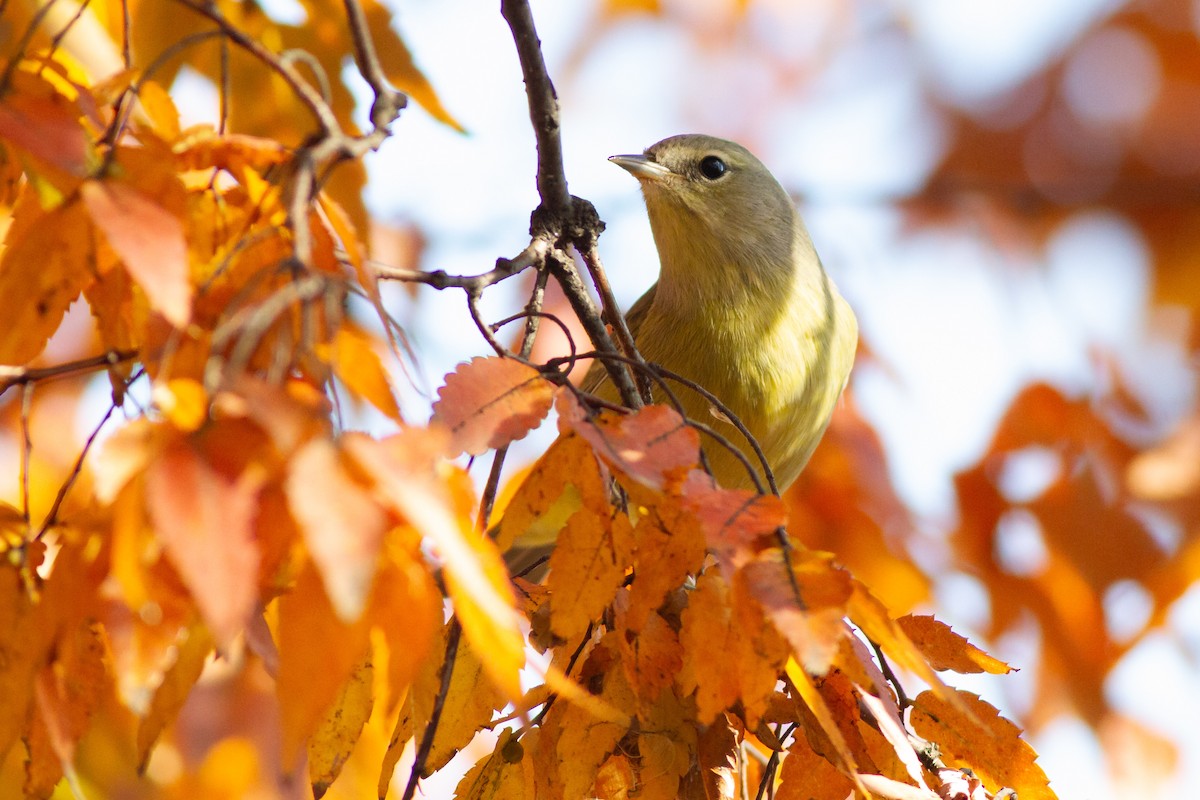 サメズアカアメリカムシクイ（celata／orestera） - ML644901947