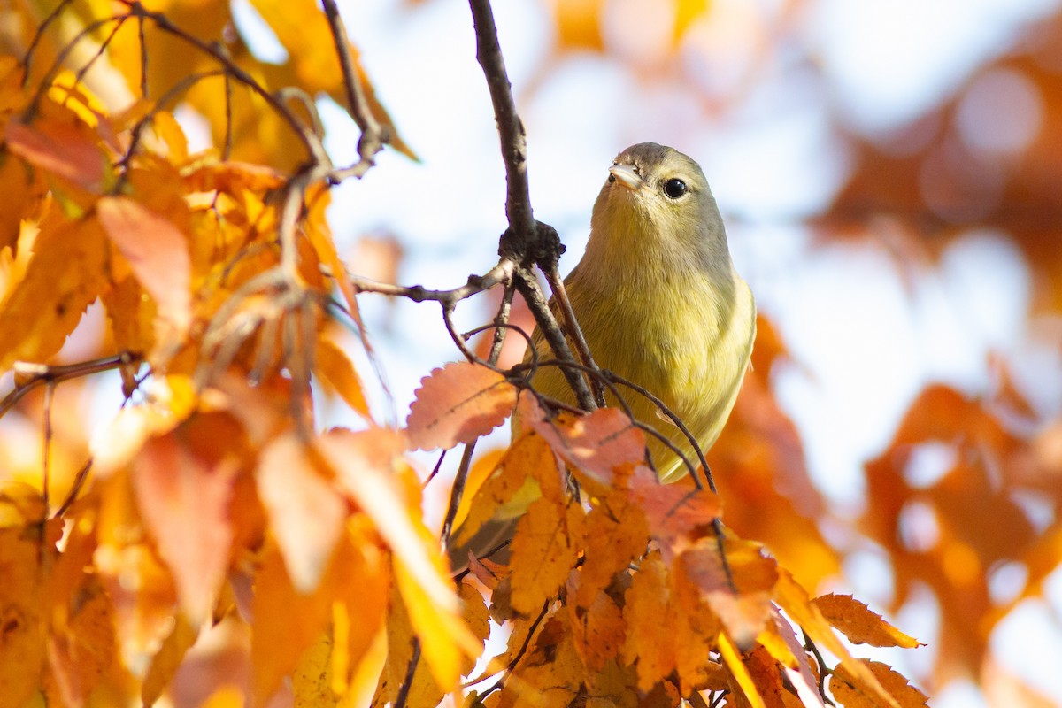 サメズアカアメリカムシクイ（celata／orestera） - ML644901948