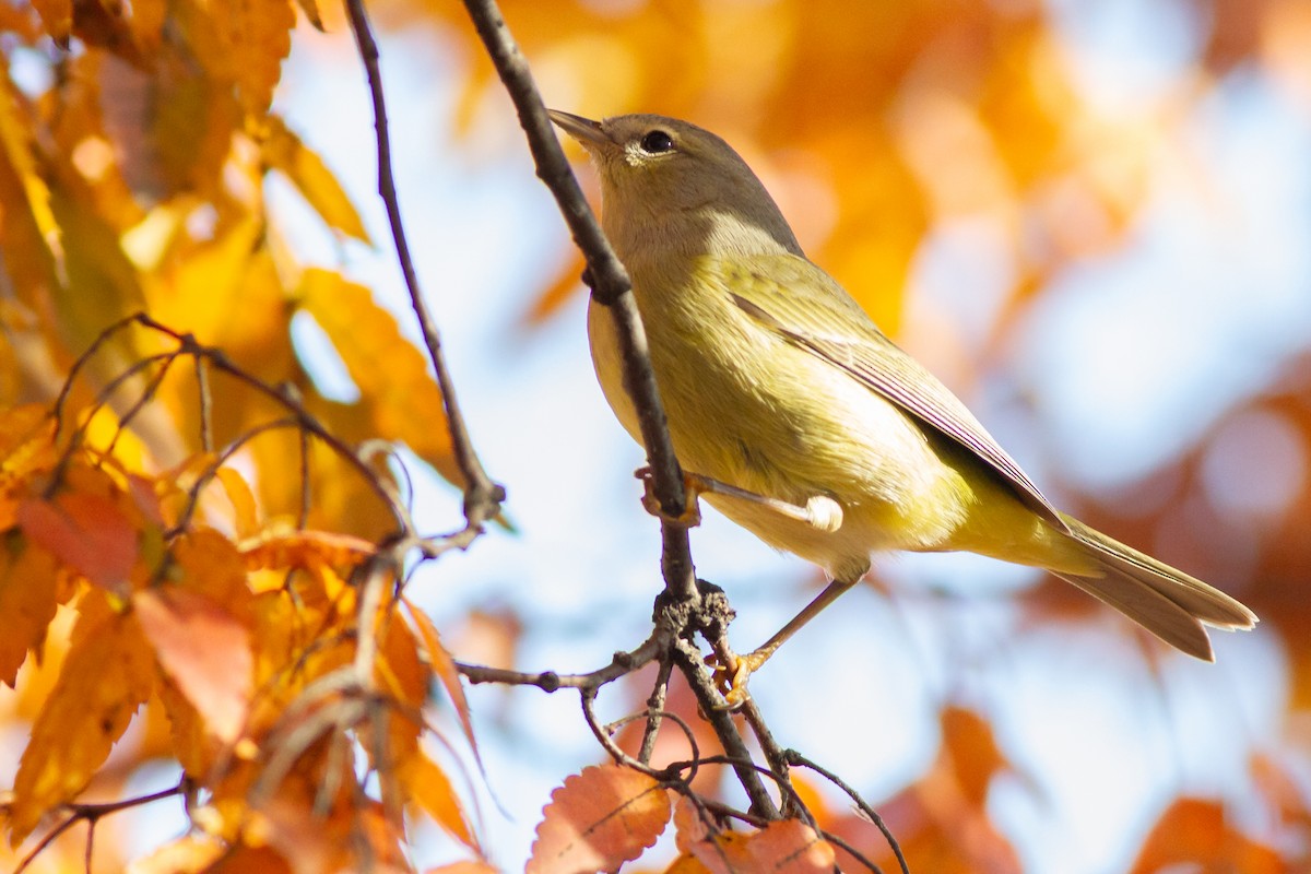 サメズアカアメリカムシクイ（celata／orestera） - ML644901953