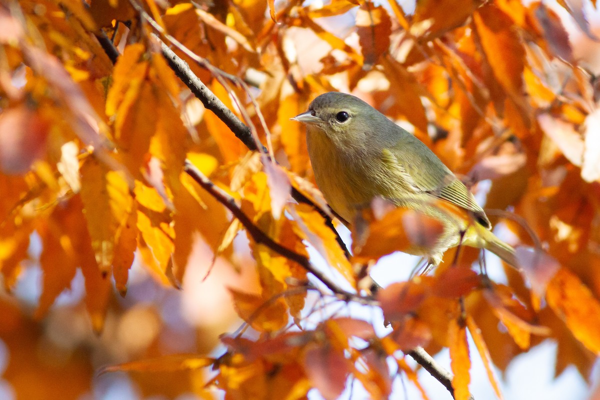 サメズアカアメリカムシクイ（celata／orestera） - ML644901954