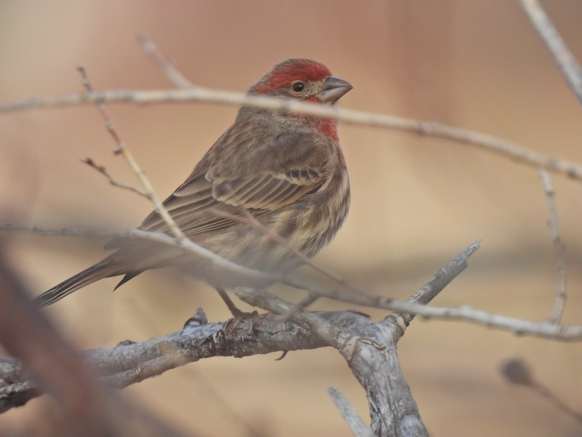 Roselin familier - ML644901955