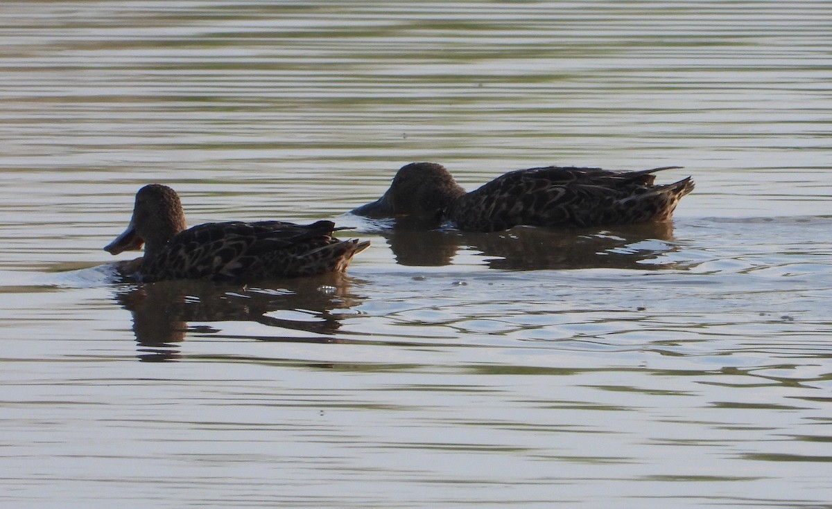 Ahate mokozabal australiarra - ML644901968