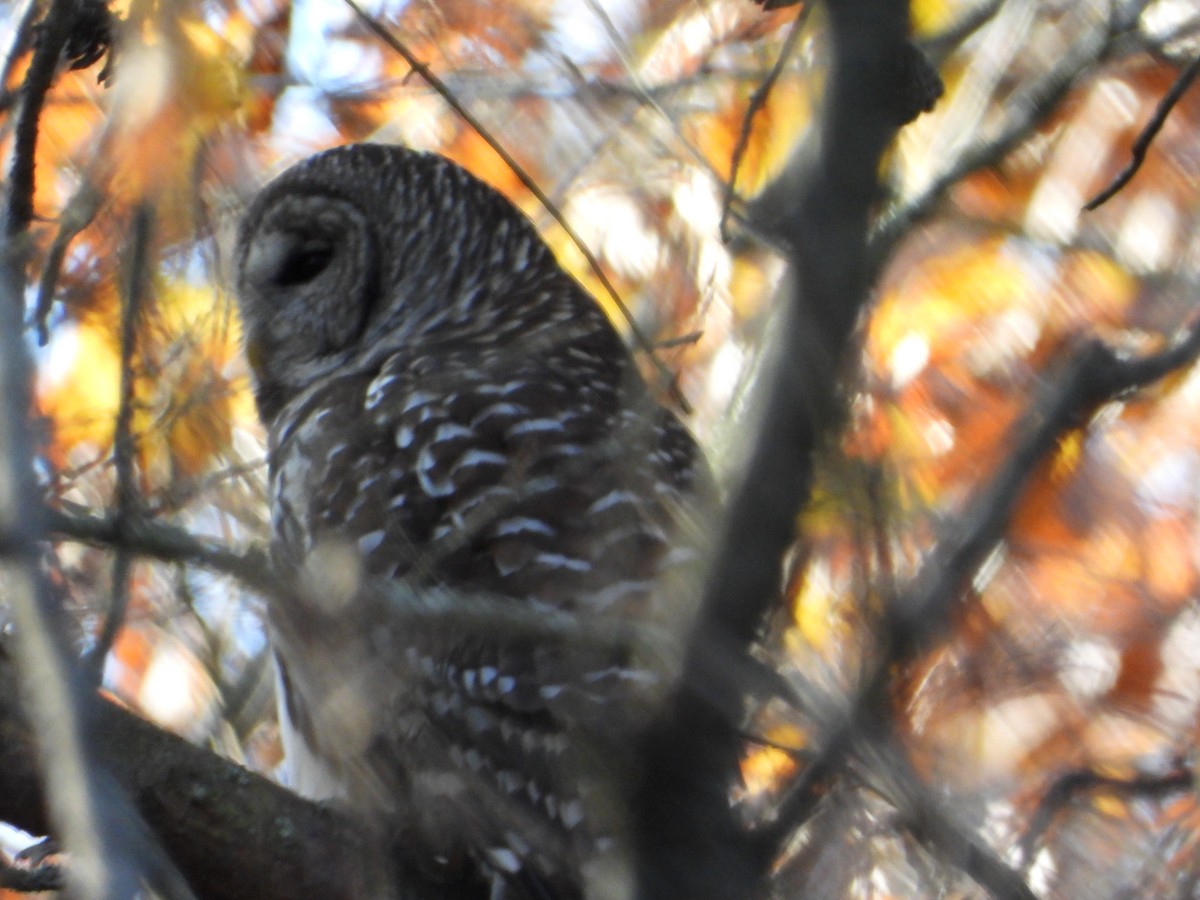 Barred Owl - ML644901986