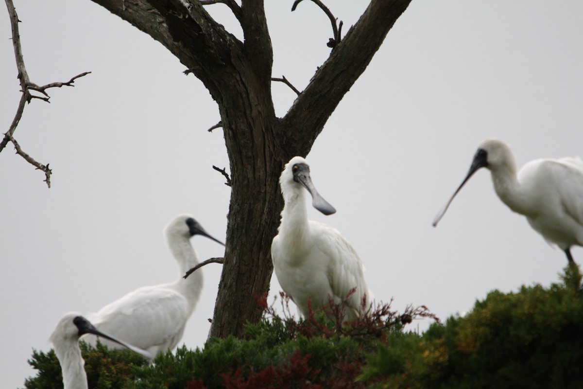 Royal Spoonbill - ML644901995