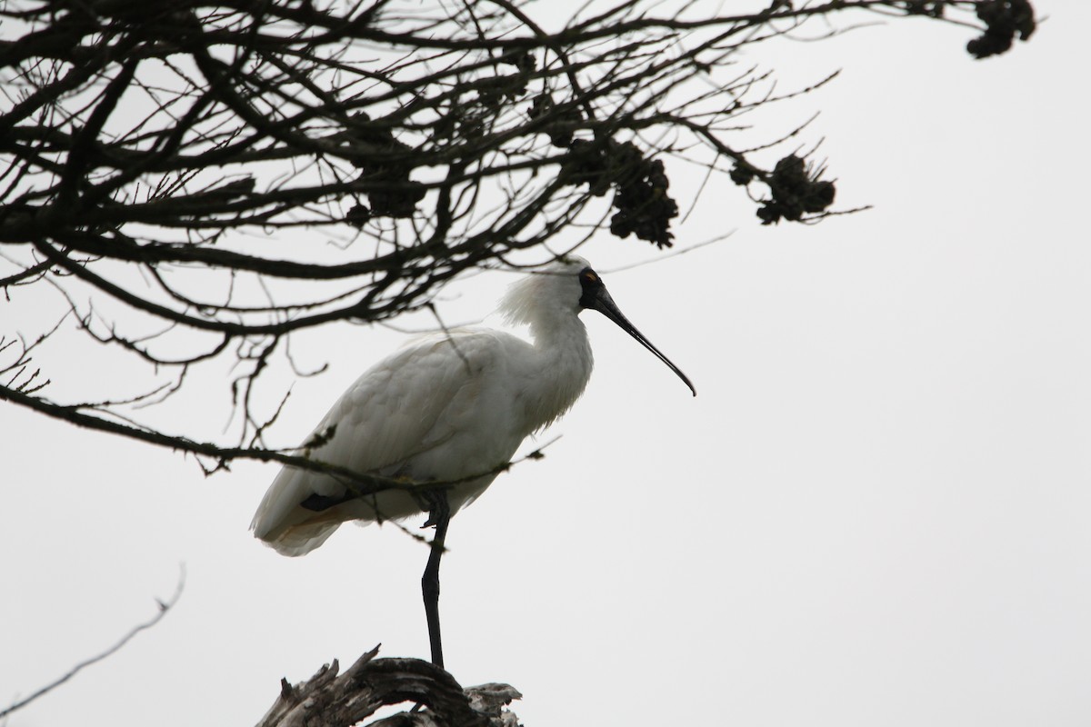 Royal Spoonbill - ML644901998