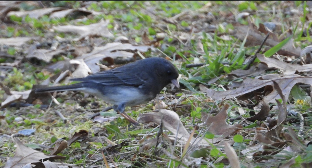 Dark-eyed Junco - ML644902023