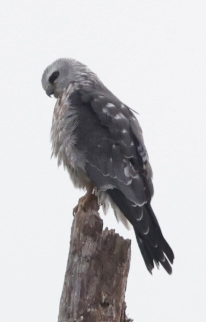 Mississippi Kite - ML644902025