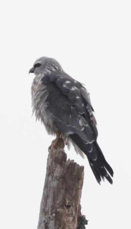 Mississippi Kite - ML644902026
