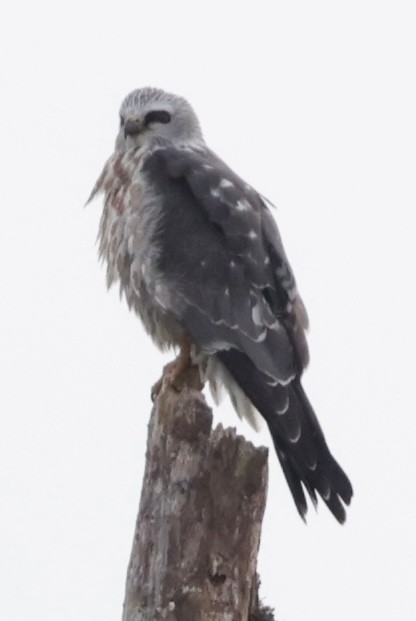 Mississippi Kite - ML644902027