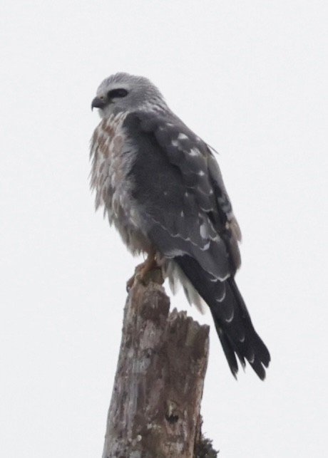 Mississippi Kite - ML644902028