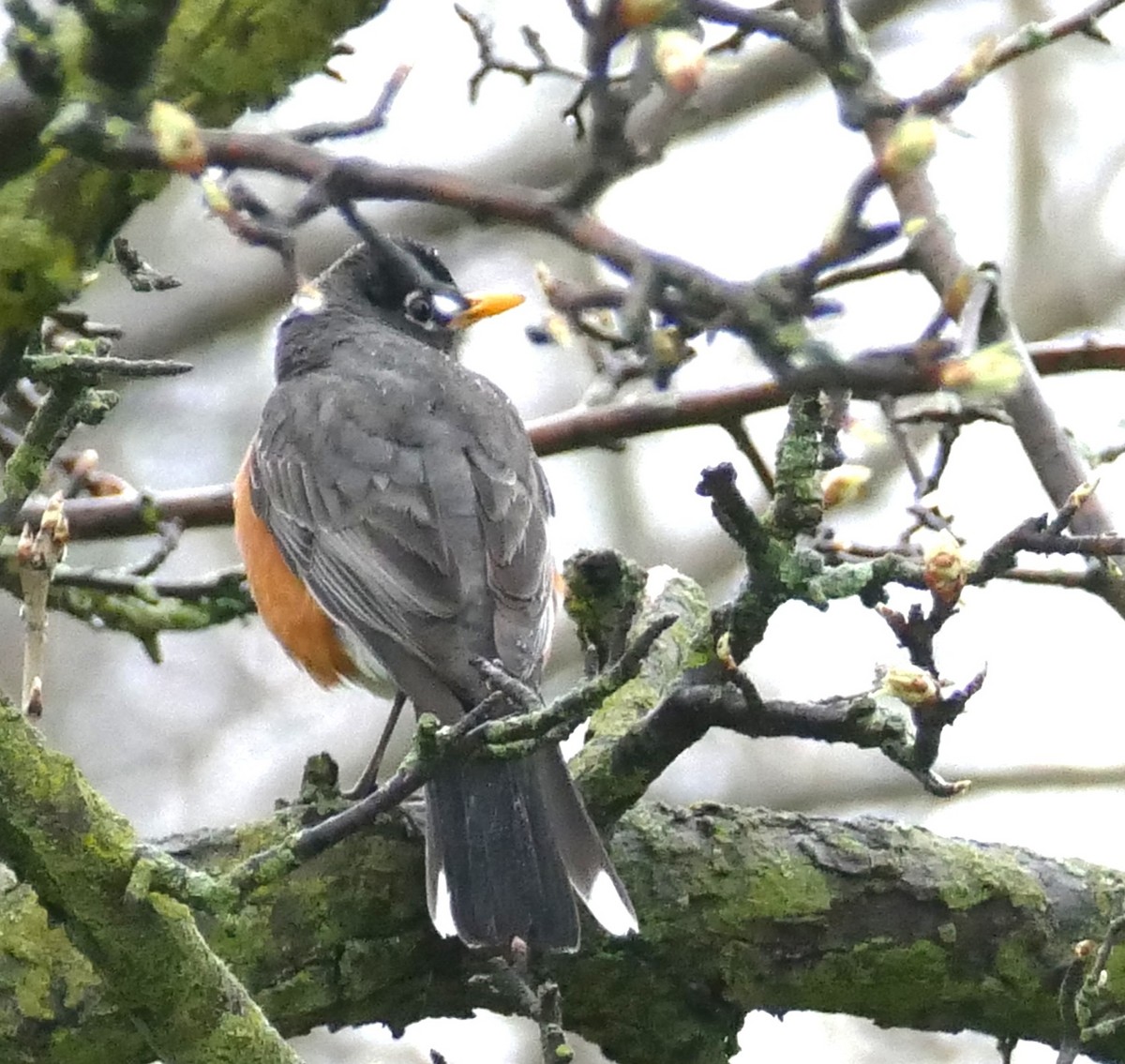 コマツグミ - ML644902031