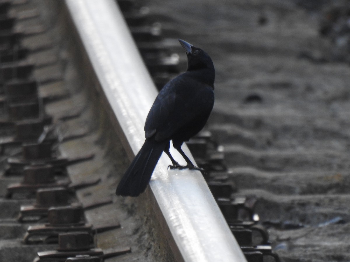 Melodious Blackbird - ML644902039