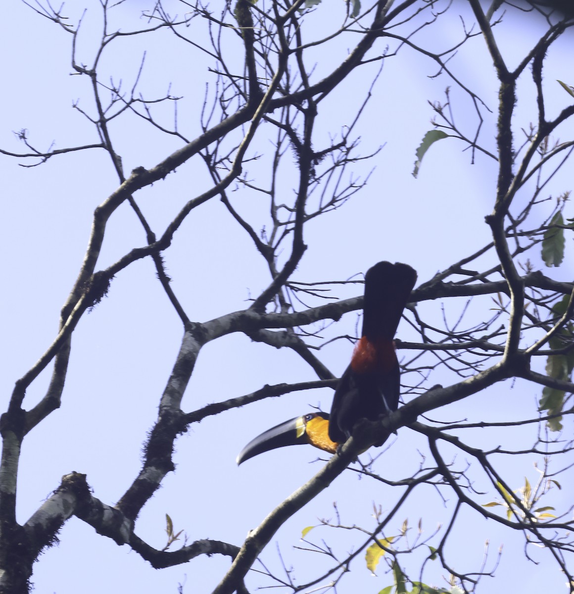 Channel-billed Toucan (Ariel) - ML644902042