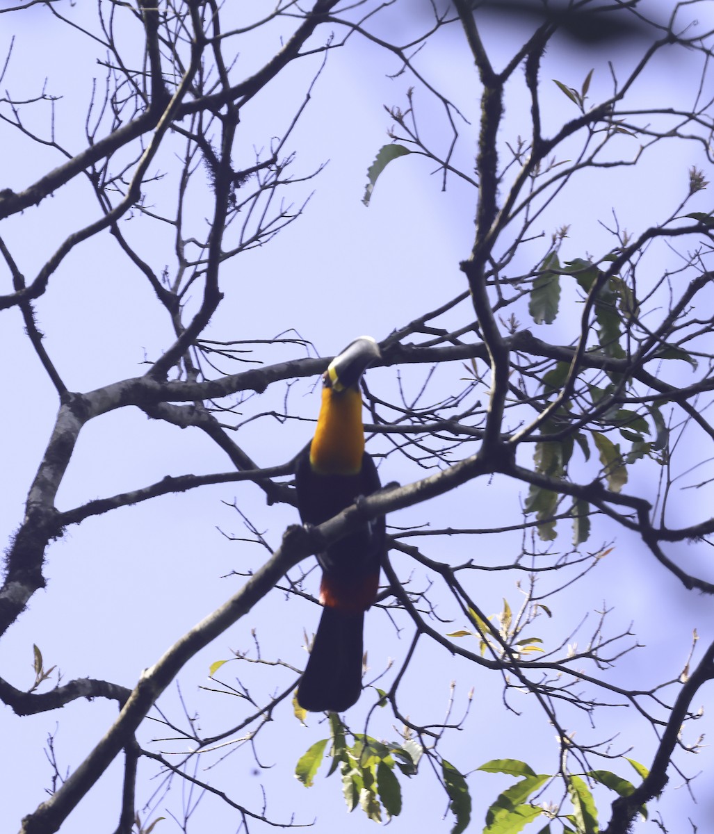 Channel-billed Toucan (Ariel) - ML644902044