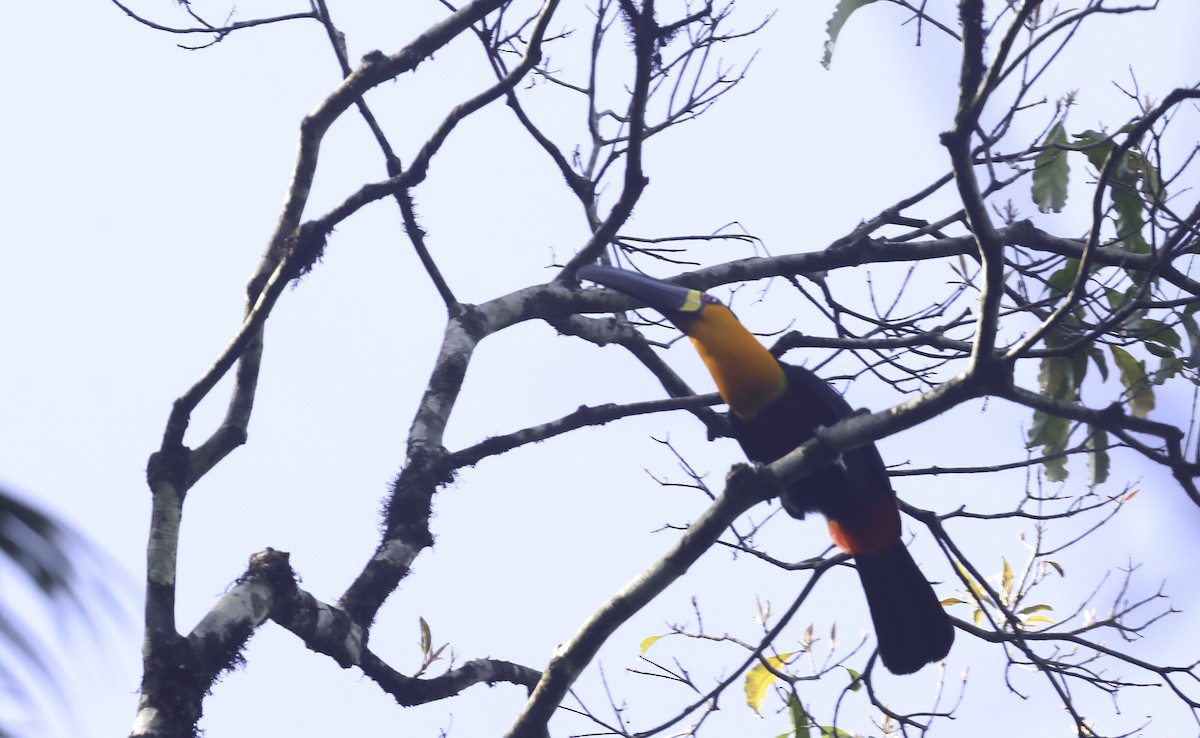 Channel-billed Toucan (Ariel) - ML644902045