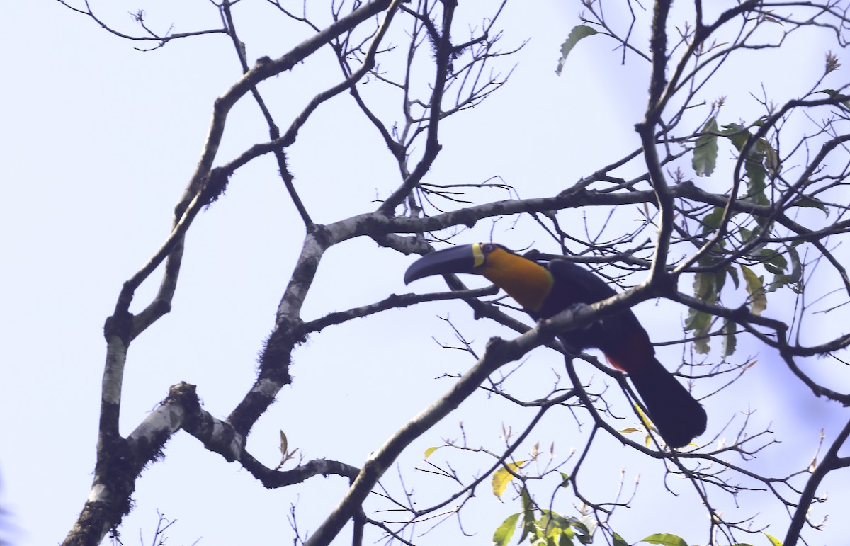 Channel-billed Toucan (Ariel) - ML644902046