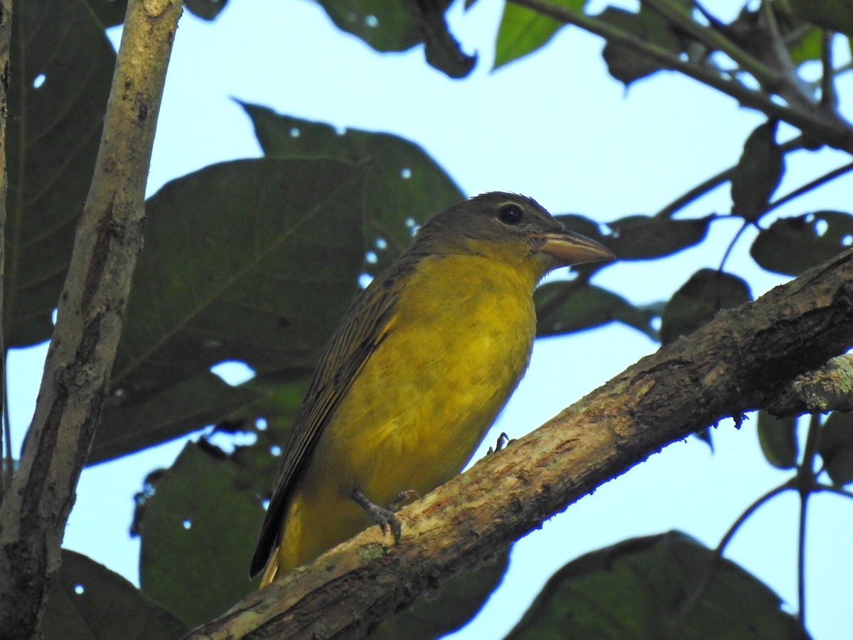 piranga ohnivá - ML644902051